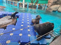 -海合安成都极地海洋公园