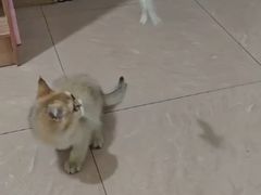 -艾贝尔宠物医院·24H转诊中心·肿瘤猫专科(江宁双龙店)