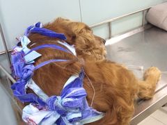-中农大我爱我爱24h动物医院·中医针灸·猫专科·骨科医疗中心(双井店)