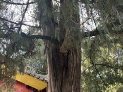 -武侯墓风景区