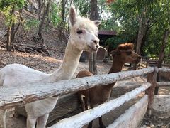 -清迈夜间动物园