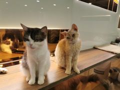 -more than meow吴止猫主题餐厅(承德 中船汇店)