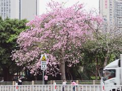 -溪岸路花鸟市场