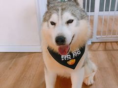 -Husky Go! 哈士奇体验馆·宠物咖啡厅狗咖
