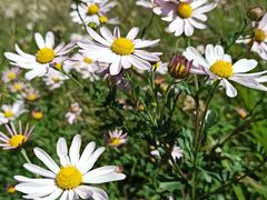 -白草畔自然风景区