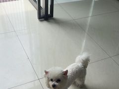 -乐琪宠物医院·犬猫专科·骨外科·急重症