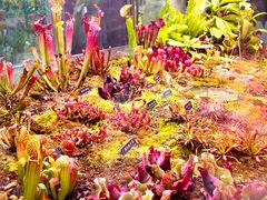 -中国科学院西双版纳热带植物园