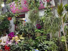 -循礼门鲜花花市(武汉循礼门店)