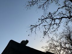 -三里屯东五街银杏大道