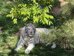 -西霞口神雕山野生动物世界