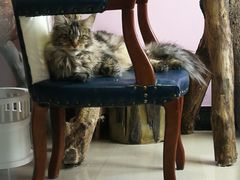 -70cat德文卷毛猫·缅因猫纯种猫舍