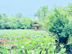 -房湖公园