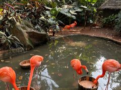 -海南热带野生动植物园