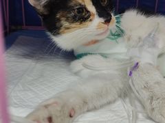 -小伙伴宠物医院•急重症转诊中心·老年专科·犬猫全科(北大街总院)