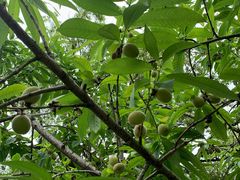 -船政文化景区-罗星塔公园