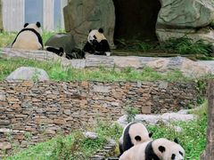 -卧龙中华大熊猫苑神树坪基地