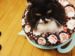 -美联众合动物医院(·中兽医·疑难杂症·严家桥分院)