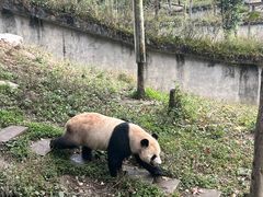 -中国大熊猫保护研究中心雅安碧峰峡基地