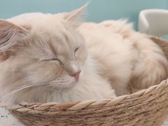 -安格丽娜·狗咖·猫咖羊驼咖(春熙路百盛商场店)