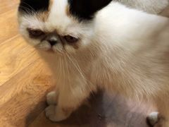-猫色咖啡·猫咖