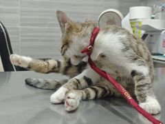 -瑞派名望志远动物医院·猫科·內科·异宠专科(直港大道店)