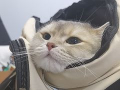 -天使宠物医院·犬猫分诊(彩虹店)