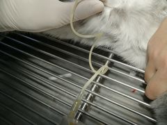 -喜多萌中农锦绣动物医院24H·猫科·牙科MRI·CT