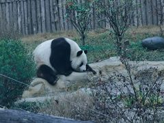 -成都动物园