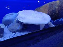 -上海海洋水族馆