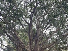 -海南热带野生动植物园