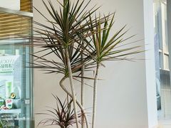 -Blueglass酸奶(财富购物中心店)