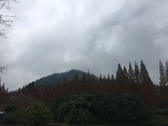 -张醪糟