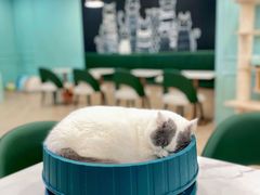 -安格丽娜·狗咖·猫咖羊驼咖(春熙路百盛商场店)