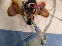 -菲尔斯特宠物医院