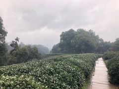 -西湖风景区十里琅珰-五云山