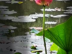 -新江湾城公园