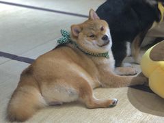 -逗柴咖啡屋·狗咖猫咖宠物桌游