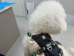 -喜多萌中农锦绣动物医院24H·猫科·牙科MRI·CT