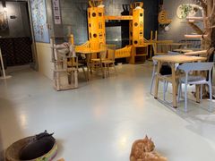 -豆逗聊愈猫阁Easy Life