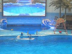 -海合安成都极地海洋公园