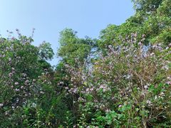 -云溪植物园