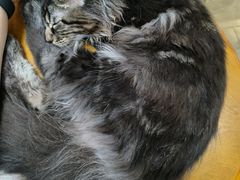 -李小姐の猫咖啡馆(五角场店)