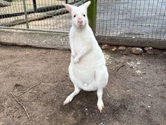 -费瑟代尔野生动物园