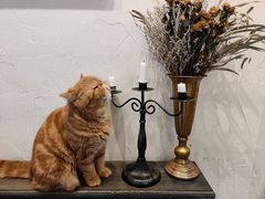 -猫友咖啡店(玉林西路店)