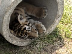 -西霞口神雕山野生动物世界