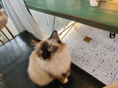 -喵喵咪呀布偶猫咖(春熙路店)