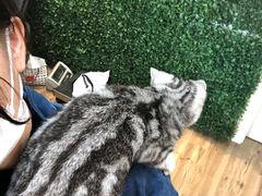-1013 PET SHOP精品宠物商店(丁香店)