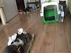 纳吉亚动物诊所-纳吉亚猫专科动物诊疗中心(蒋宅口分院)