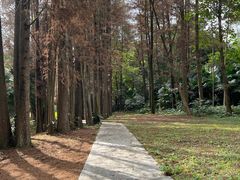 -南宁良凤江国家森林公园