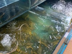 水产区-大鹅岛灶台鱼·铁锅炖(水库路店)